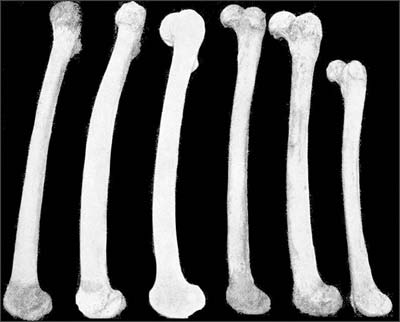 Сравнение ребер европейца, австралийца, неандертальского человека, африканского негра и карликового негра (негритоса) Филиппинских островов (по Герману Клаачу)